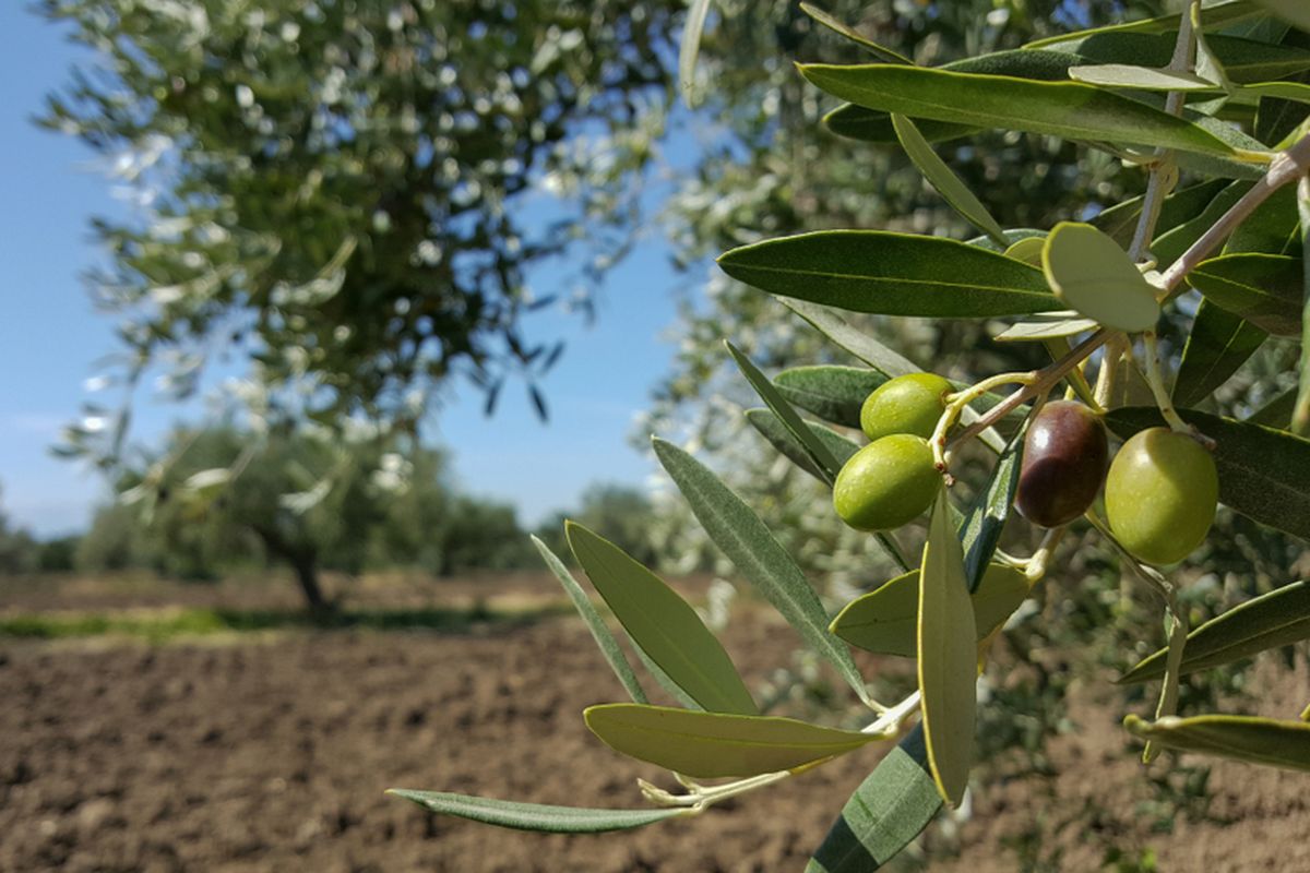 Memaknai Zaitun Sebagai Sumber Cahaya Keimanan